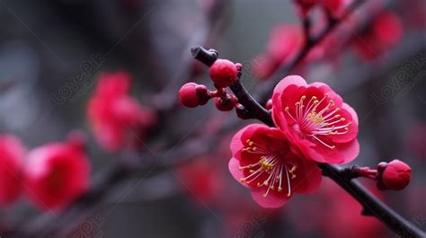 中銀花紅|中銀花紅遠超去年